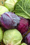cabbages: